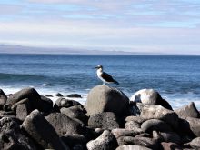 Blue Footed Booby on North Seymour Island