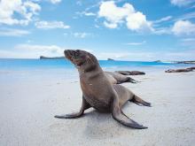 Galapagos Sea Lion by Raul Gil