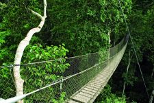 Canopy walkway at Inkaterra Reserva Amazonica