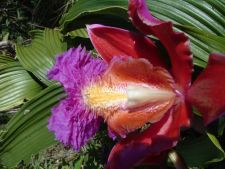 Orchids at Machu Picchu