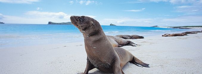 Galapagos Sea Lion by Raul Gil Galapagos Sea Lion by Raul Gil