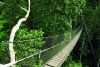 Canopy walkway at Inkaterra Reserva Amazonica