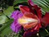 Orchids at Machu Picchu