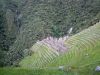 Winay Wayna